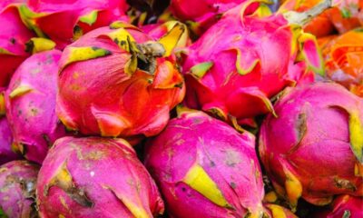 Pitaya Pitahaya Frutto del Drago