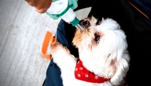 After Bark, apre il locale dove bere “da cani”: cocktail, vino e birra per gli amici a 4 zampe