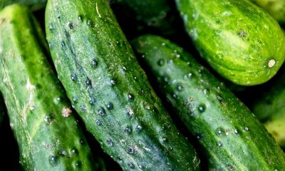 cetrioli mangiare sano e contro il caldo