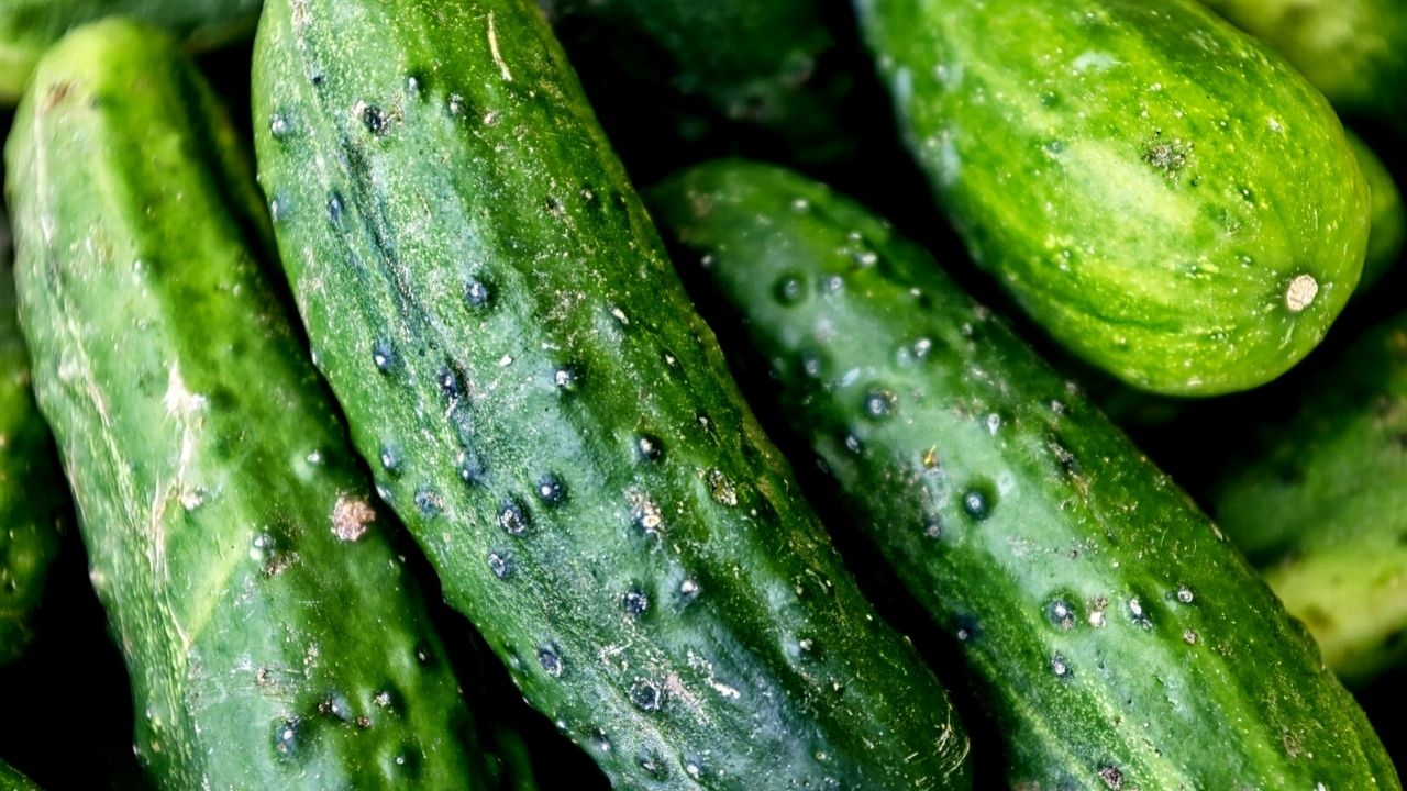 cetrioli mangiare sano e contro il caldo