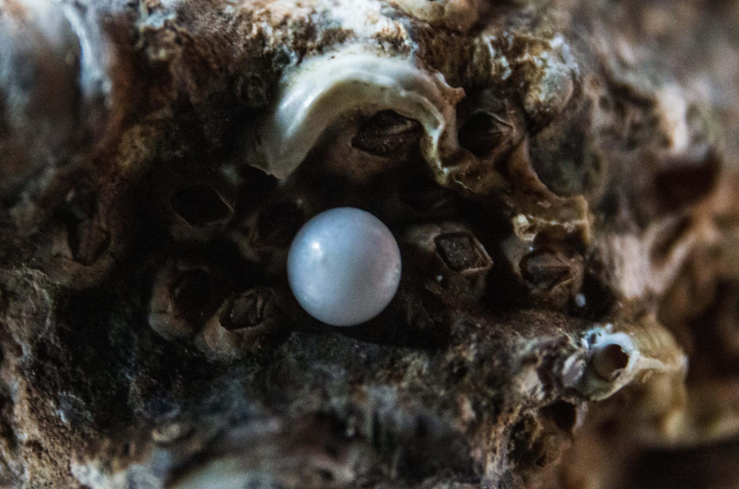 Ostrica perla