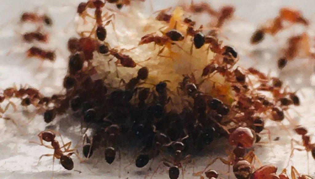 colonia formiche più vasta