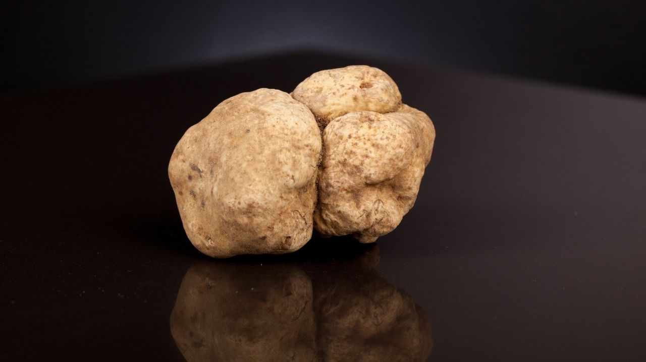 Tartufo bianco di Alba