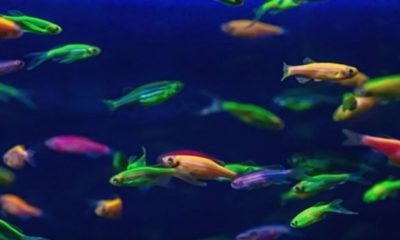 glofish