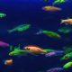 glofish