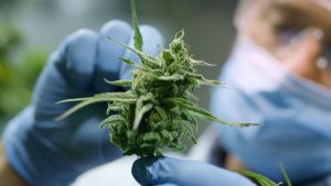 Juicy Field, i soldi degli investitori in fumo: l’inganno del guadagno facile con la marijuana