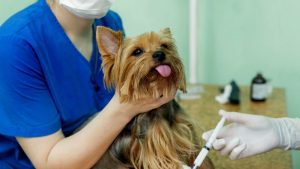 Animali domestici e 730: le spese veterinarie si possono detrarre?