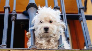 Se il cane del vicino abbaia tutta la notte si può chiedere il risarcimento danni