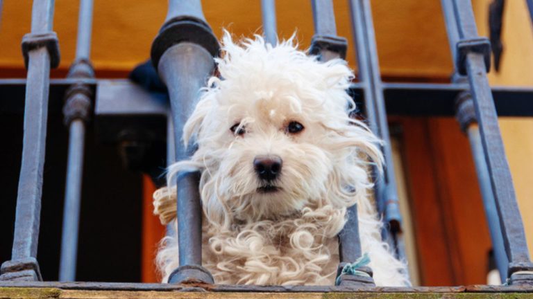 cane cassazione