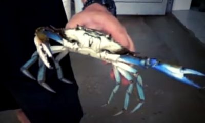 Granchio Blu