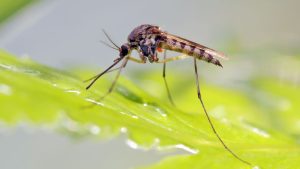 Addio zanzare: ecco come in futuro gli impediremo di pungerci