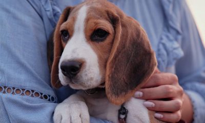 Beagle