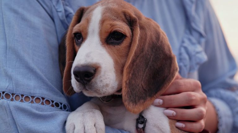 Beagle