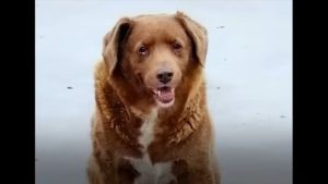 É morto Bobi: il cane più vecchio del mondo aveva 31 anni