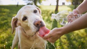 Cani e caldo: come riconoscere e combattere un colpo di calore