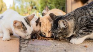 Che cos’è il Coronavirus dei gatti: strage di felini a Cipro