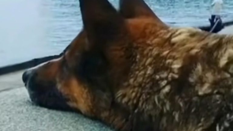 morto mukhtar hachiko