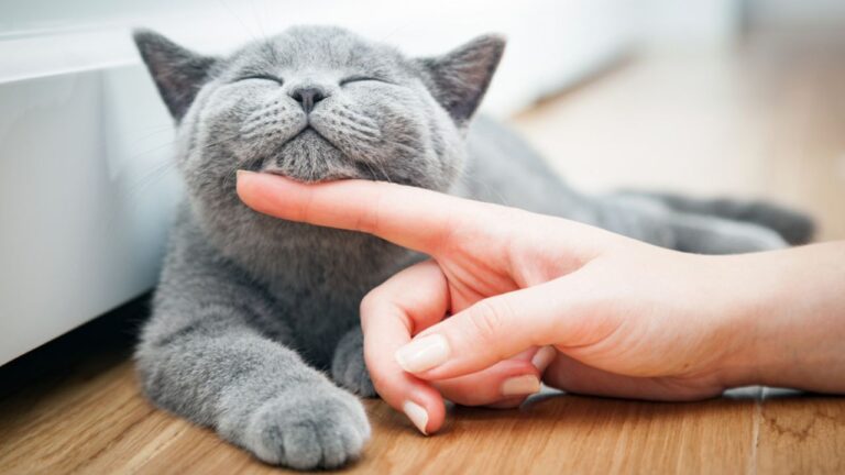 gatto accarezzare