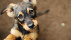 Nomi di cani, la classifica del 2023: quali hanno scelto gli italiani?