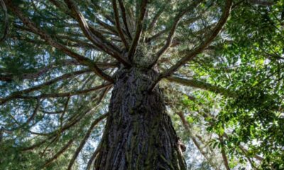 albero menara