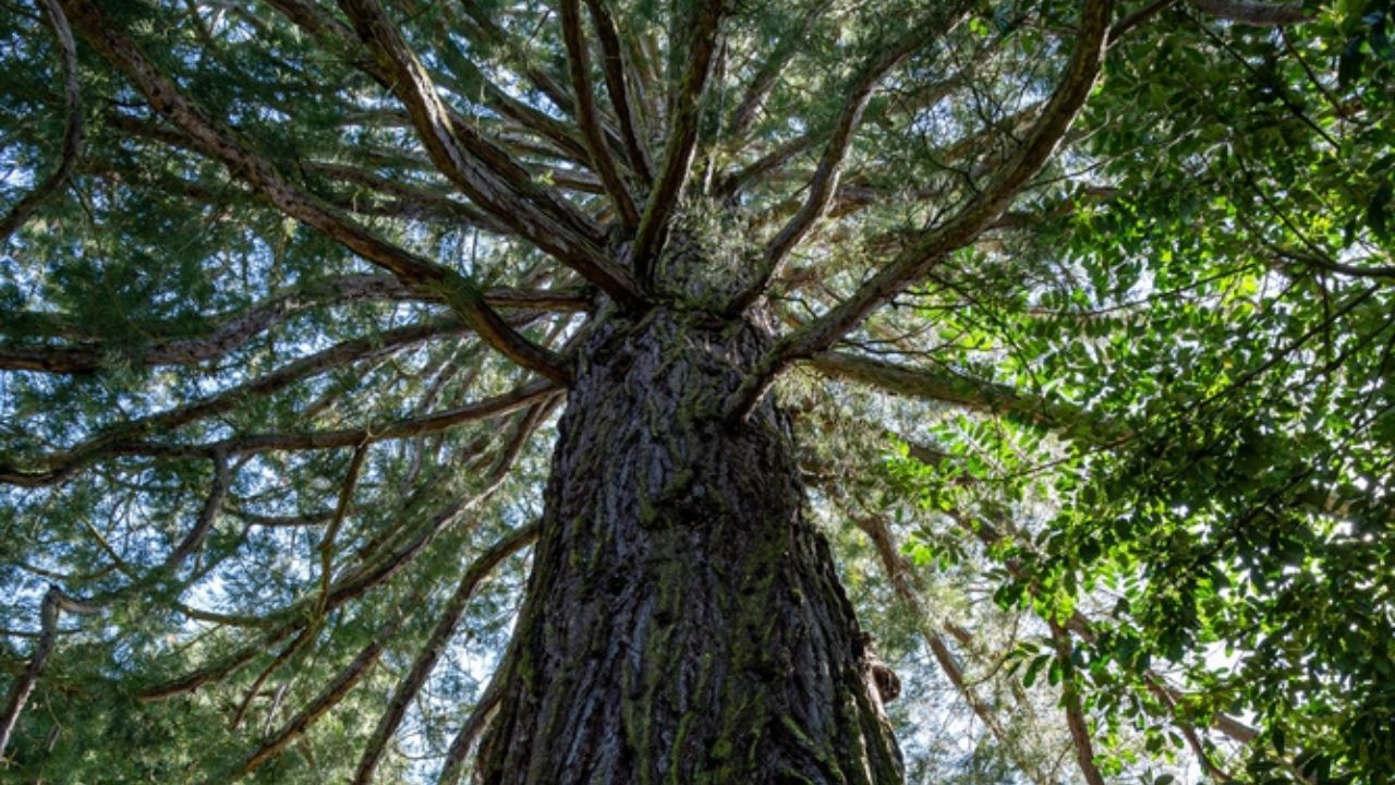 albero menara