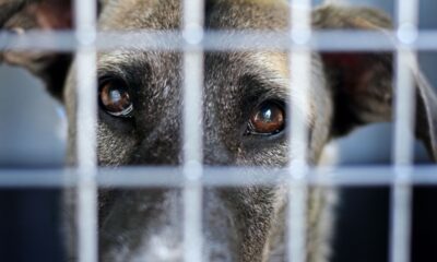 Carne di cane Corea del Sud