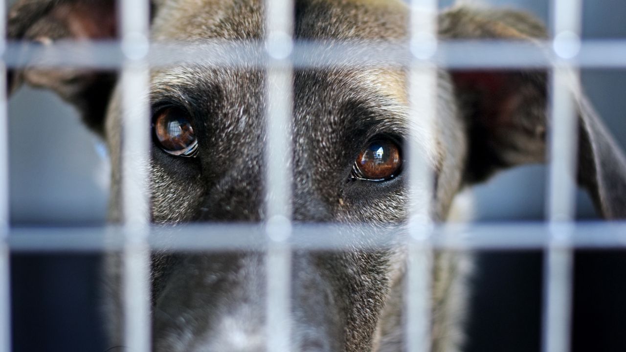 Carne di cane Corea del Sud