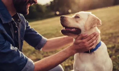 storie di cani eroi