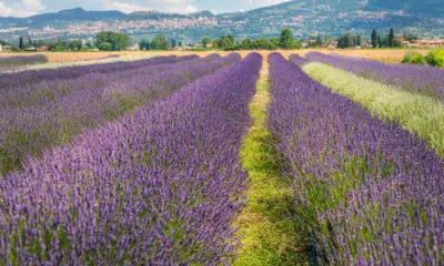 assisi festa della lavanda