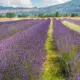 assisi festa della lavanda