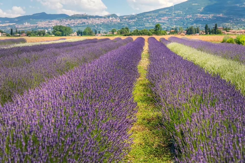 assisi festa della lavanda