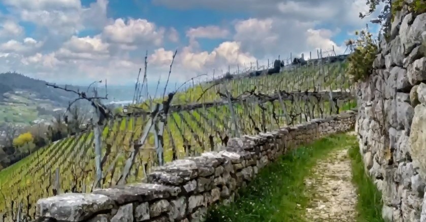 i vestiti della domenica vigne carso
