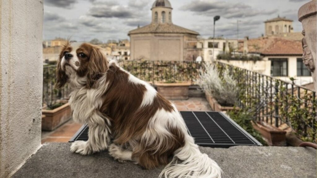 Francesca Fagnani: la Casa da Sogno a Roma con Enrico Mentana 52 francesca fagnani cagnolina