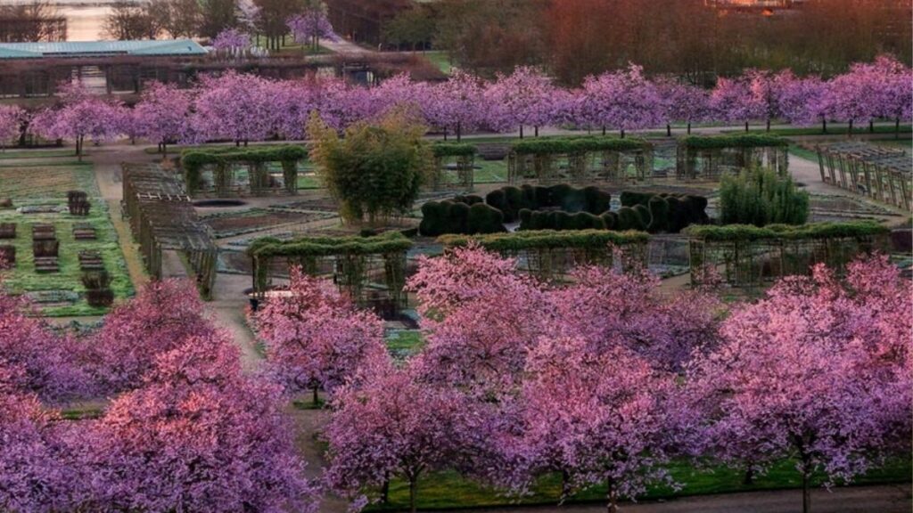 Reggia di Venaria Reale: Guida Completa al Capolavoro Barocco UNESCO 52 ciliegi in fiore reggia di venaria