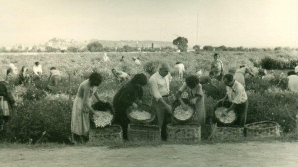 La lunga estate dei gelsomini: il romanzo sulle raccoglitrici siciliane 2 le gelsominaie di milazzo
